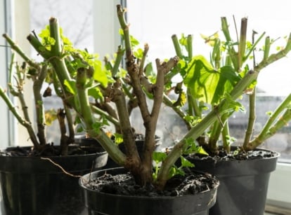 Plants prepared to overwinter geraniums, appearing green and sturdy with parts pruned away placed near a window with sunlight