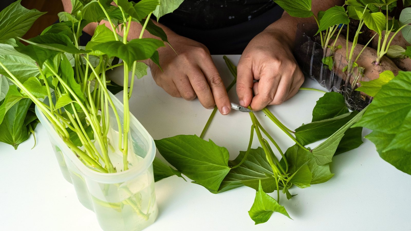 A woman places cuttings with green, heart-shaped leaves into a container of water to encourage root growth.