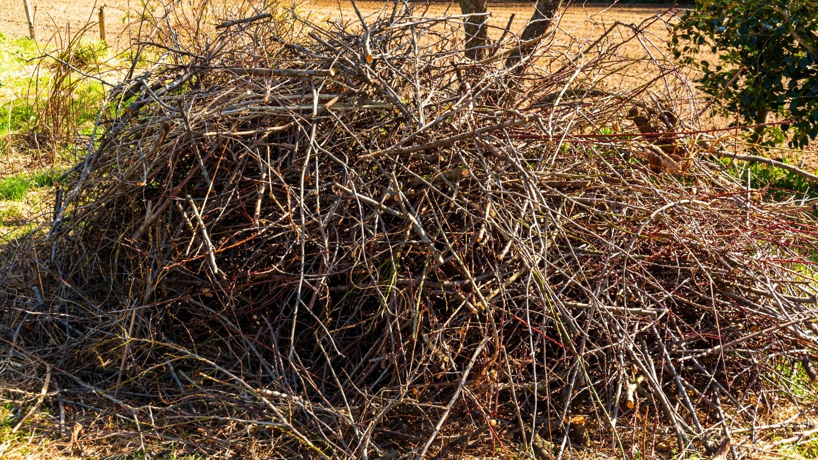A pile of pruned branches with rough and smooth bark gathered on the ground in an autumn garden.
