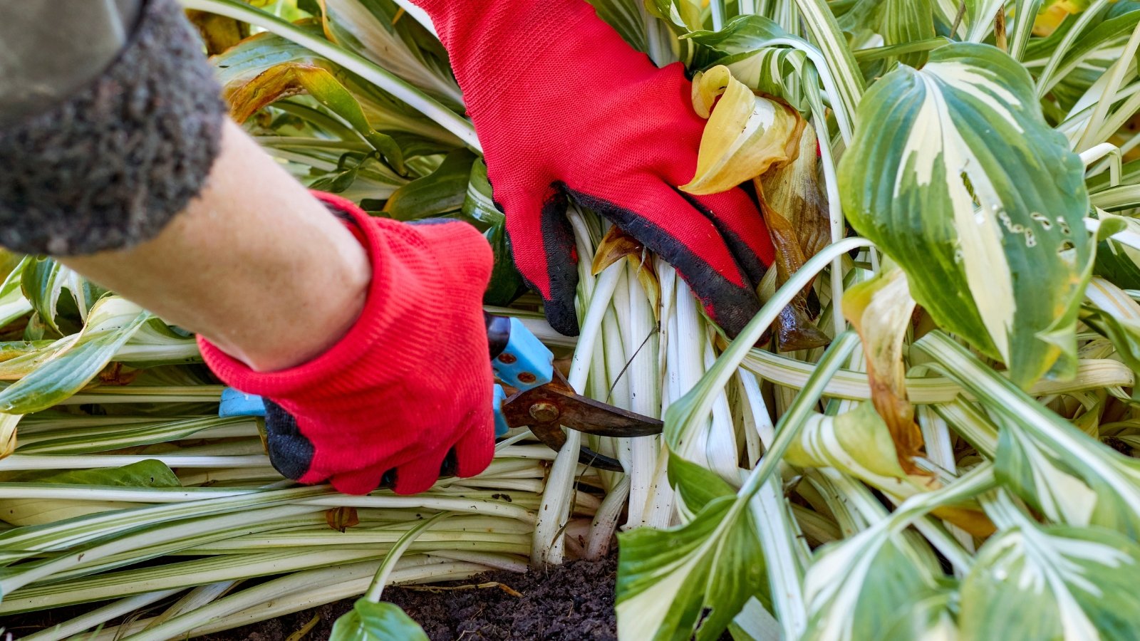 Gardener in red gloves using pruning shears to trim a hosta bush with pale stems and green-and-white variegated leaves.