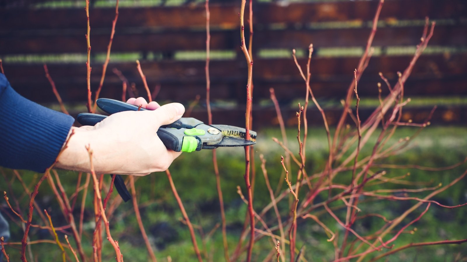 Close-up of gardener’s hands using pruning shears to trim a berry bush with vertical red-brown bare stems in an early spring garden.