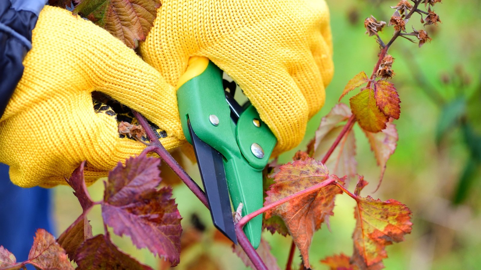 Close-up of gardener’s hands in yellow gloves using green pruning shears to trim blackberry bush branches with purple-orange jagged leaves in autumn.