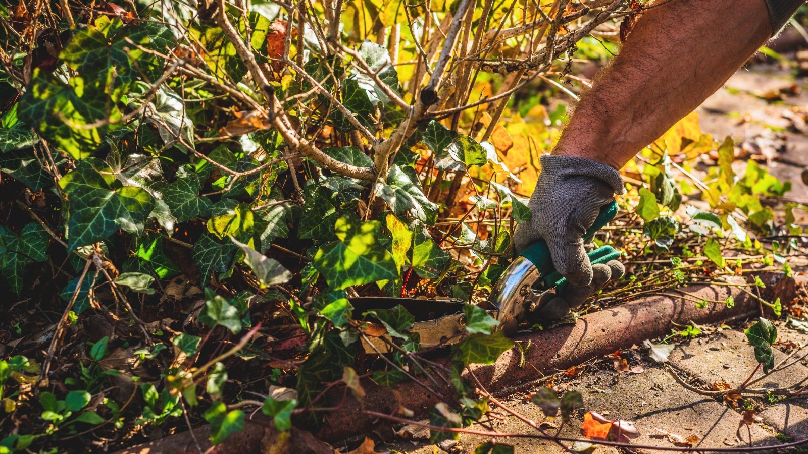 Close-up of a gardener's gloved hand with pruning shears cutting creeping stems and dry branches of plants in an autumn garden.