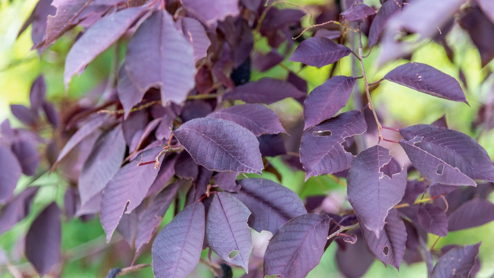 Branches with oval, dark purple leaves growing densely along slender stems, creating a rich, colorful foliage display.