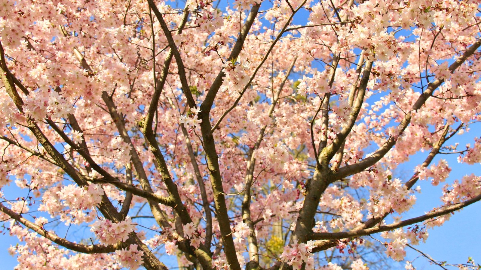 A canopy of delicate pink and white blossoms on a background of bare brown branches and a clear blue sky.