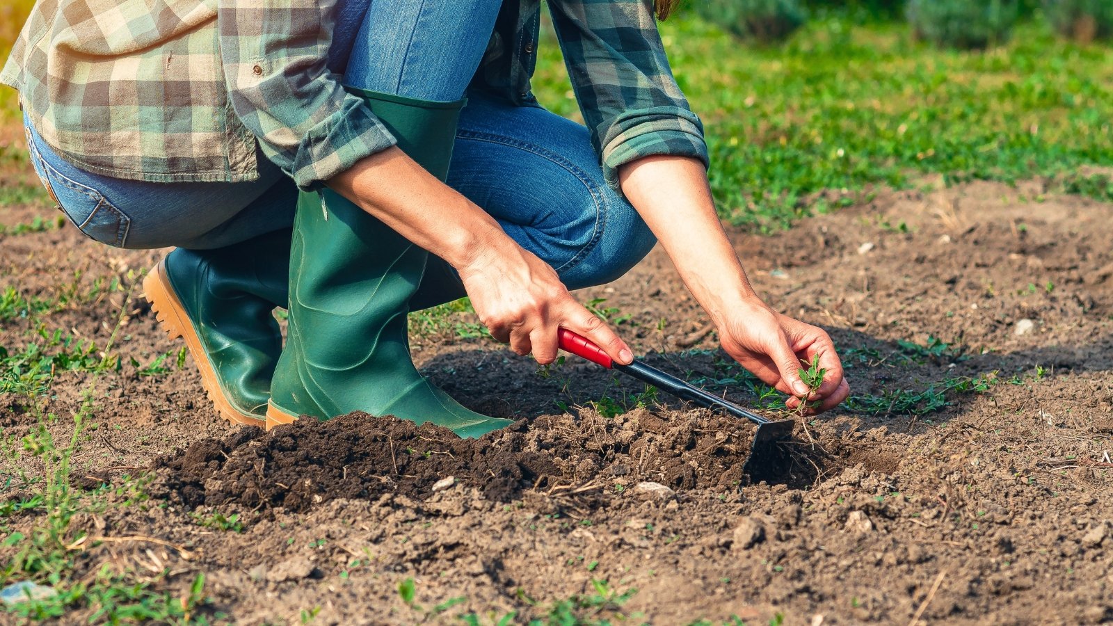 A female gardener in high rubber boots and a plaid shirt pulls out weeds using a small rake, preparing the soil for planting bulbs.