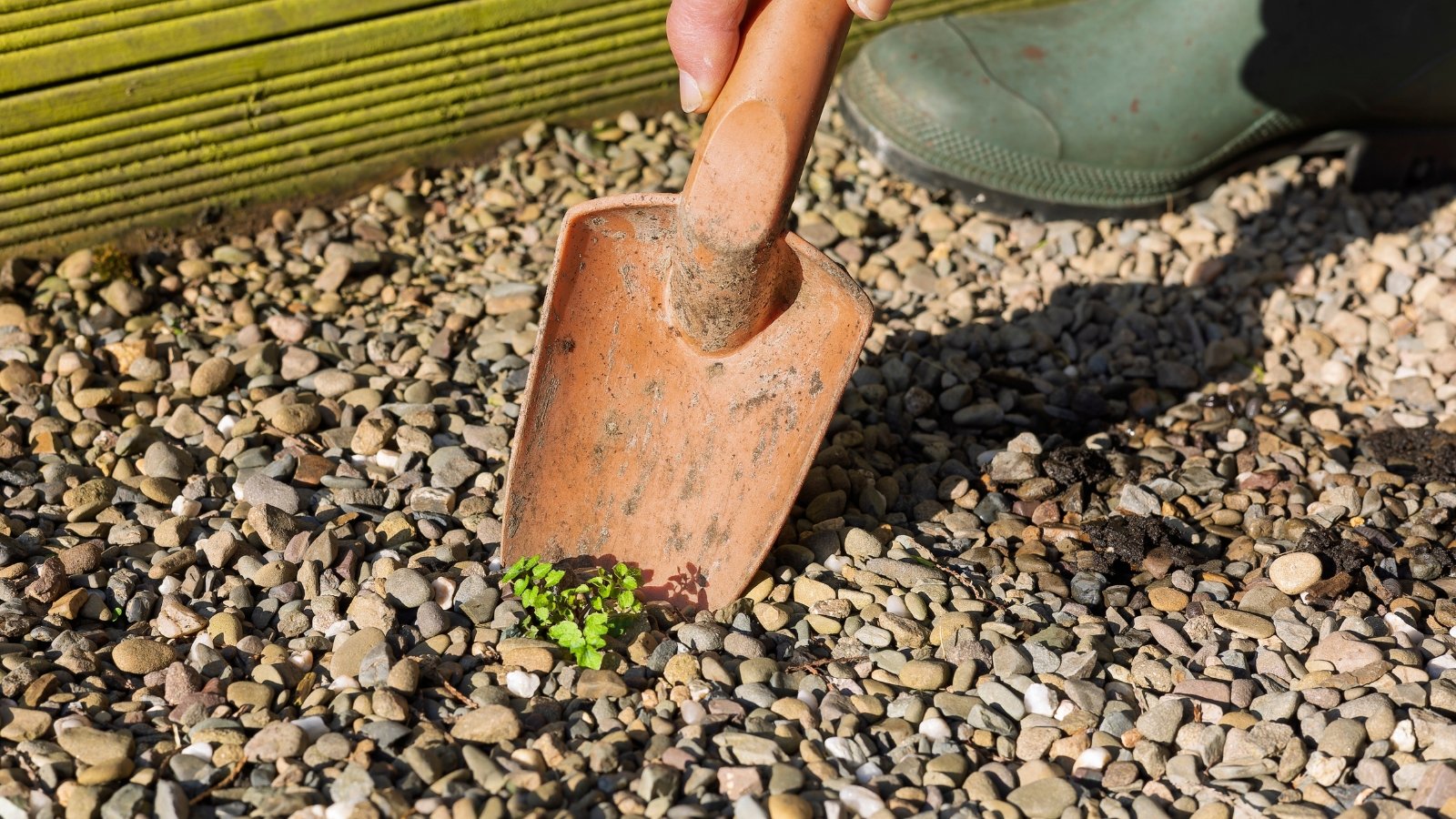 A gardener uses a small trowel to remove a weed from a pathway covered with tiny, light-colored pebbles.