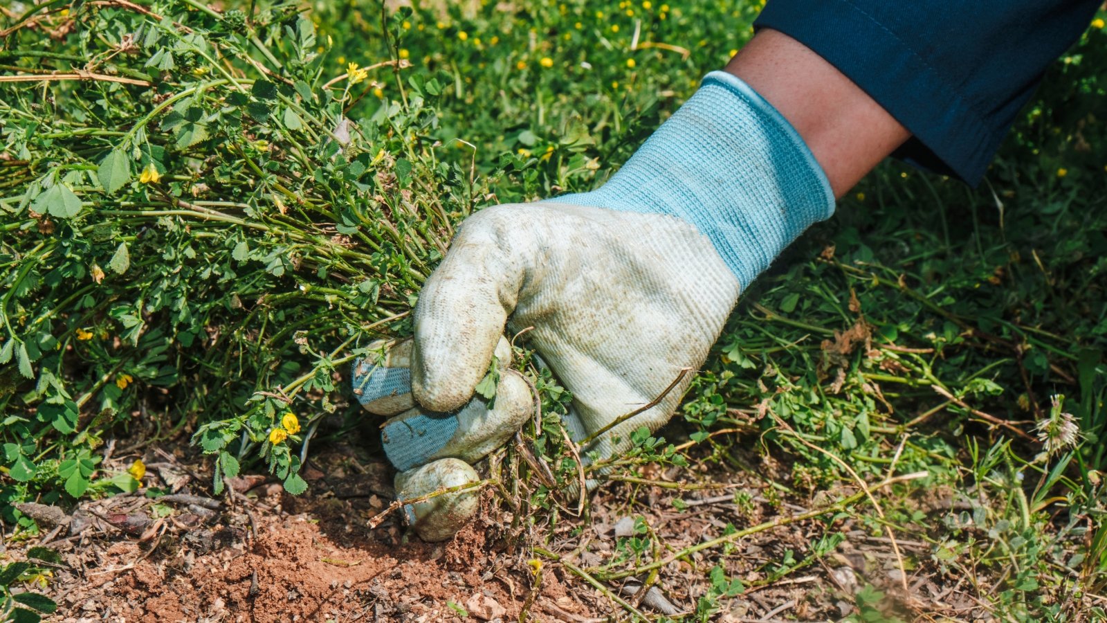 Close-up of a man's hand in a white glove pulling weeds from the soil in a sunny garden.