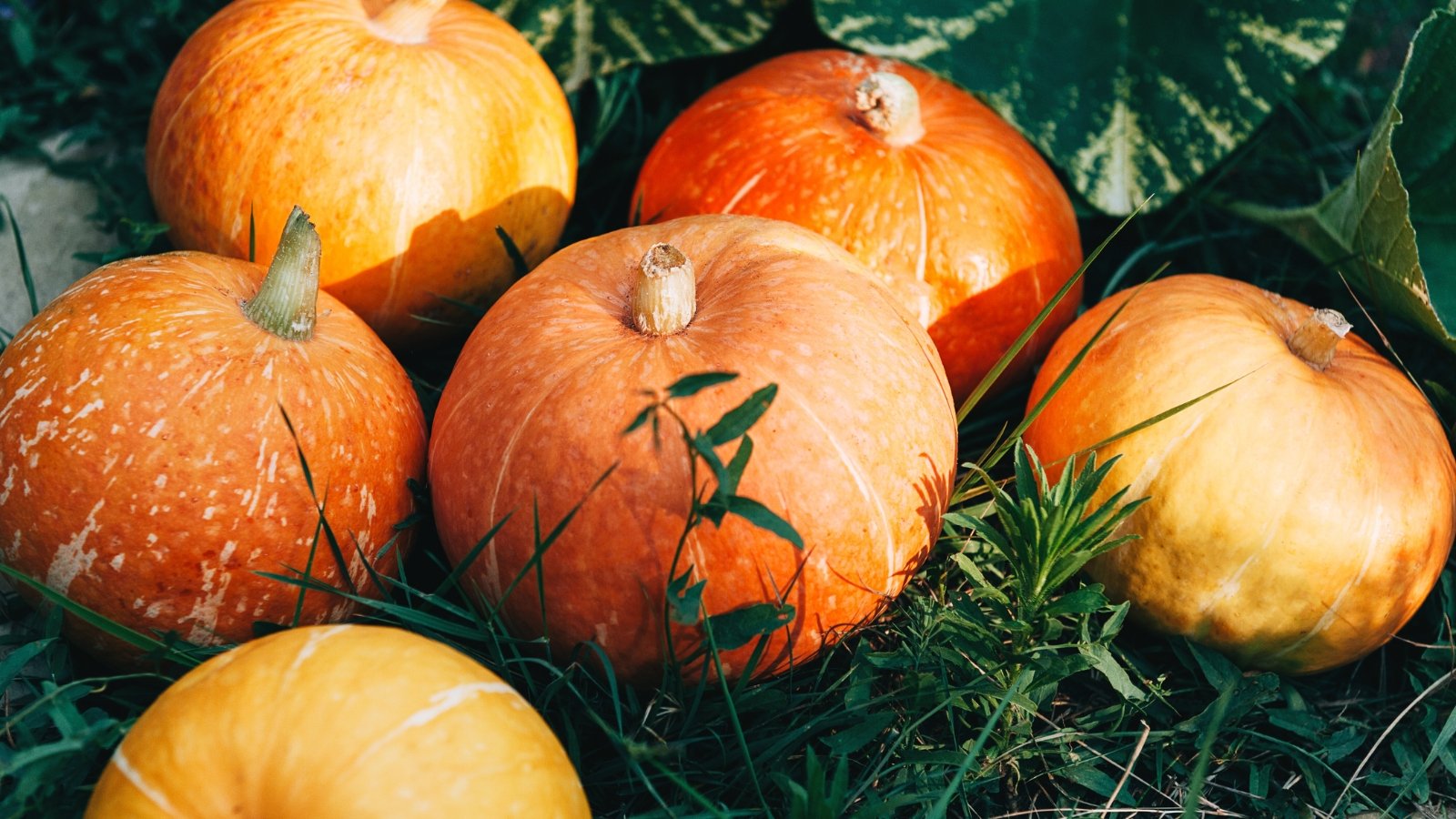 Several ripe, bright orange, round, slightly flattened pumpkins rest in the sun to cure after harvest.