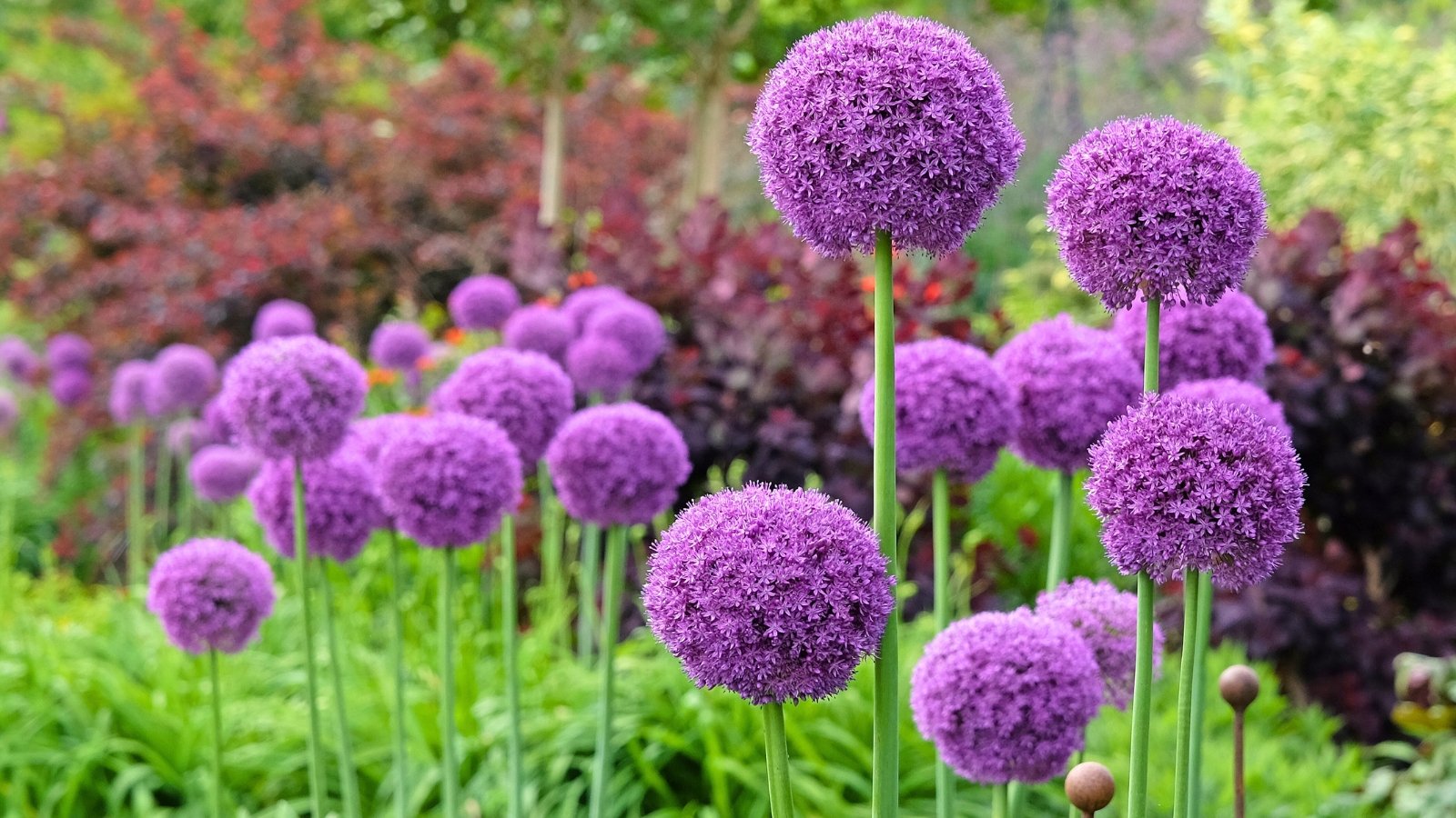 Tall, sturdy stems hold large, spherical clusters of tiny star-shaped purple flowers that create a striking globe-like bloom above narrow green leaves.