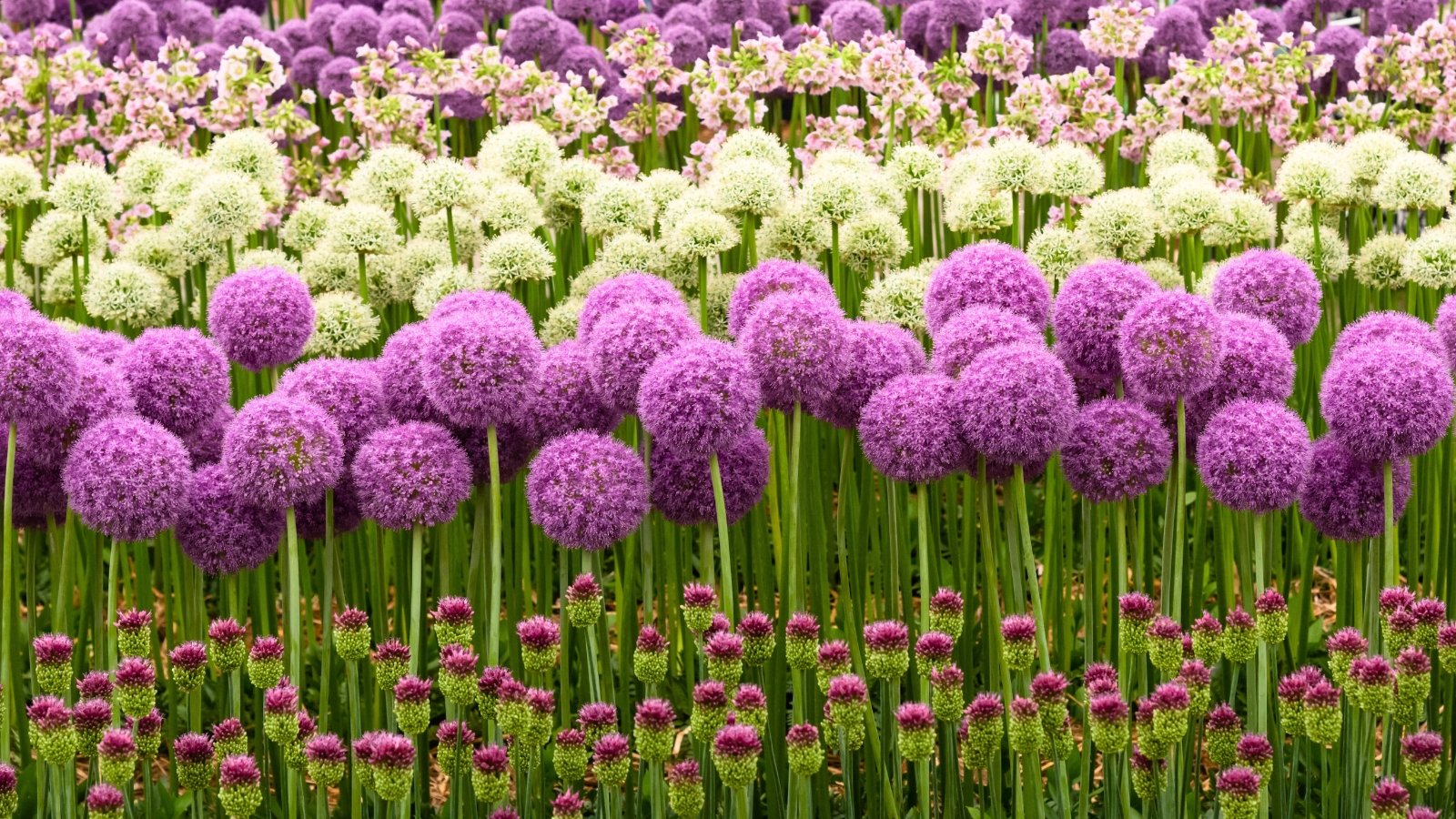 Large, globe-shaped purple flowers and smaller, pale-green flower clusters stand on straight, slender green stalks.