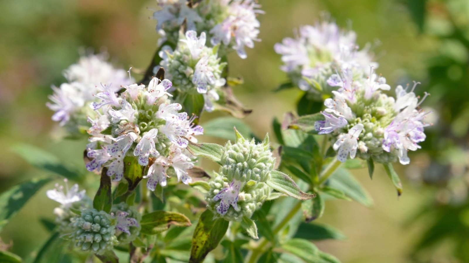 Fuzzy, white and pale purple flowers with small, spotted petals grow in a tight, spherical cluster atop a stem with narrow leaves.