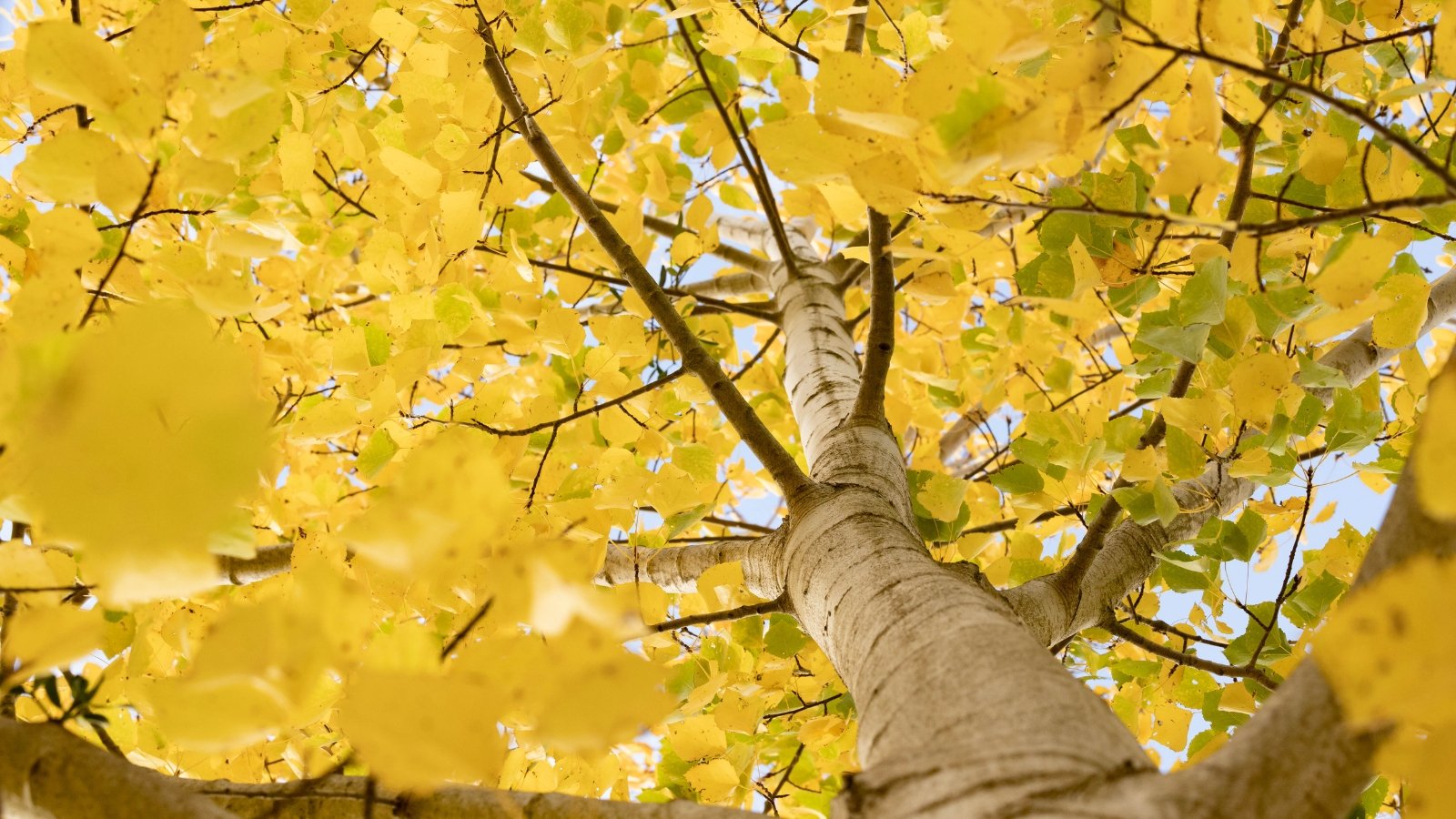 Slender branches stretch upward, displaying nearly round, heart-shaped leaves with finely serrated edges in vibrant yellow, seen from below against the sky.