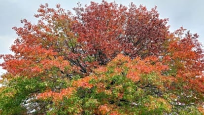 A healthy and lush Quercus coccinea appearing to have green and red leaves, turning different colors because of the changing seasons