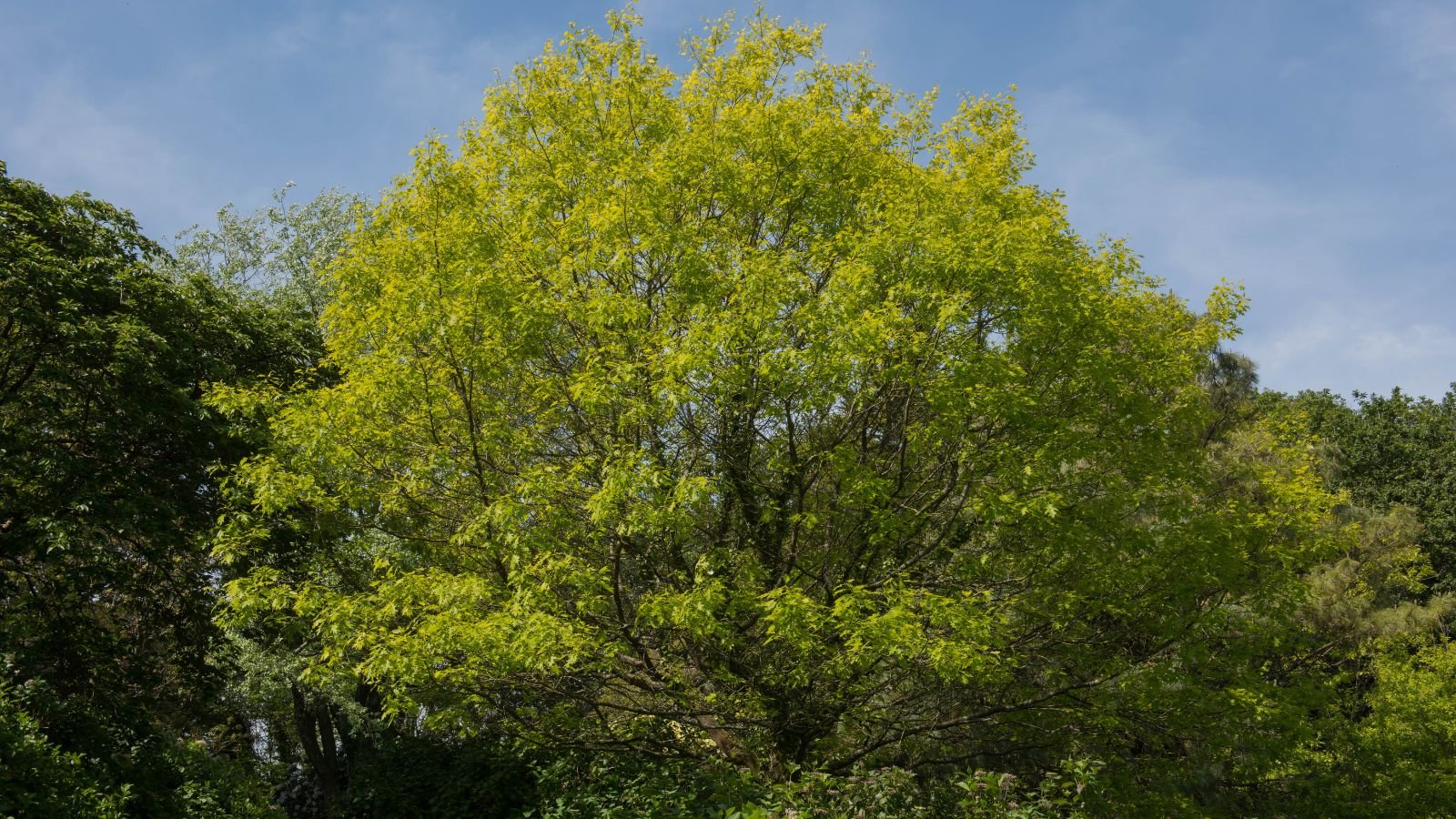 A strong and sturdy Quercus coccinea with green leaves, appearing to have a vibrant hue in the spring