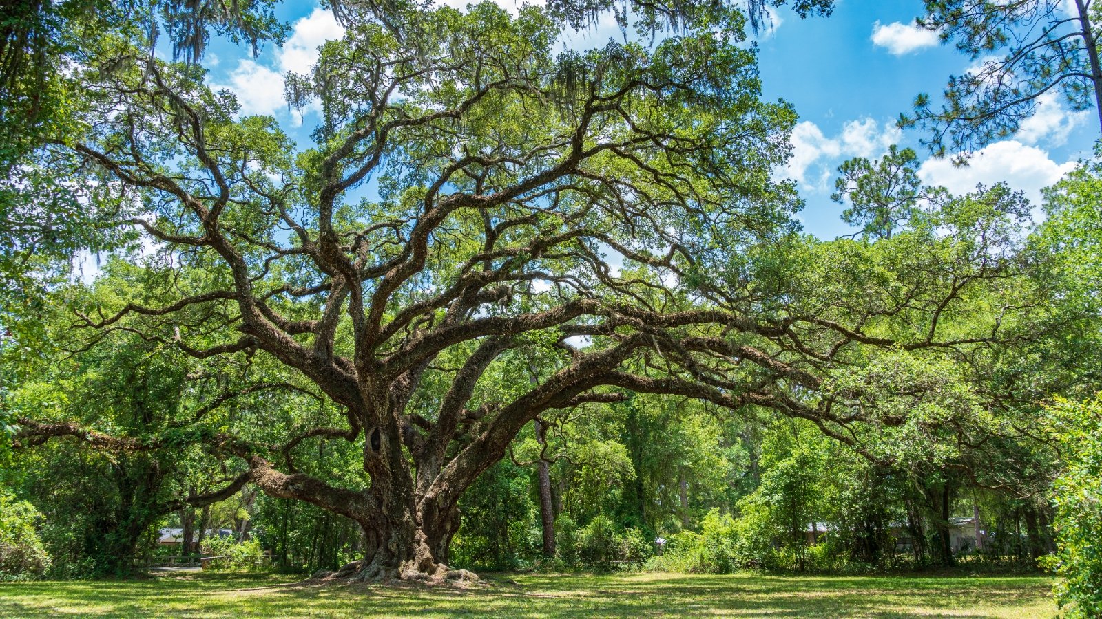 Large, sprawling tree with thick, twisted branches draped in dark green, glossy, deeply lobed leaves, creating a dense, shaded canopy.