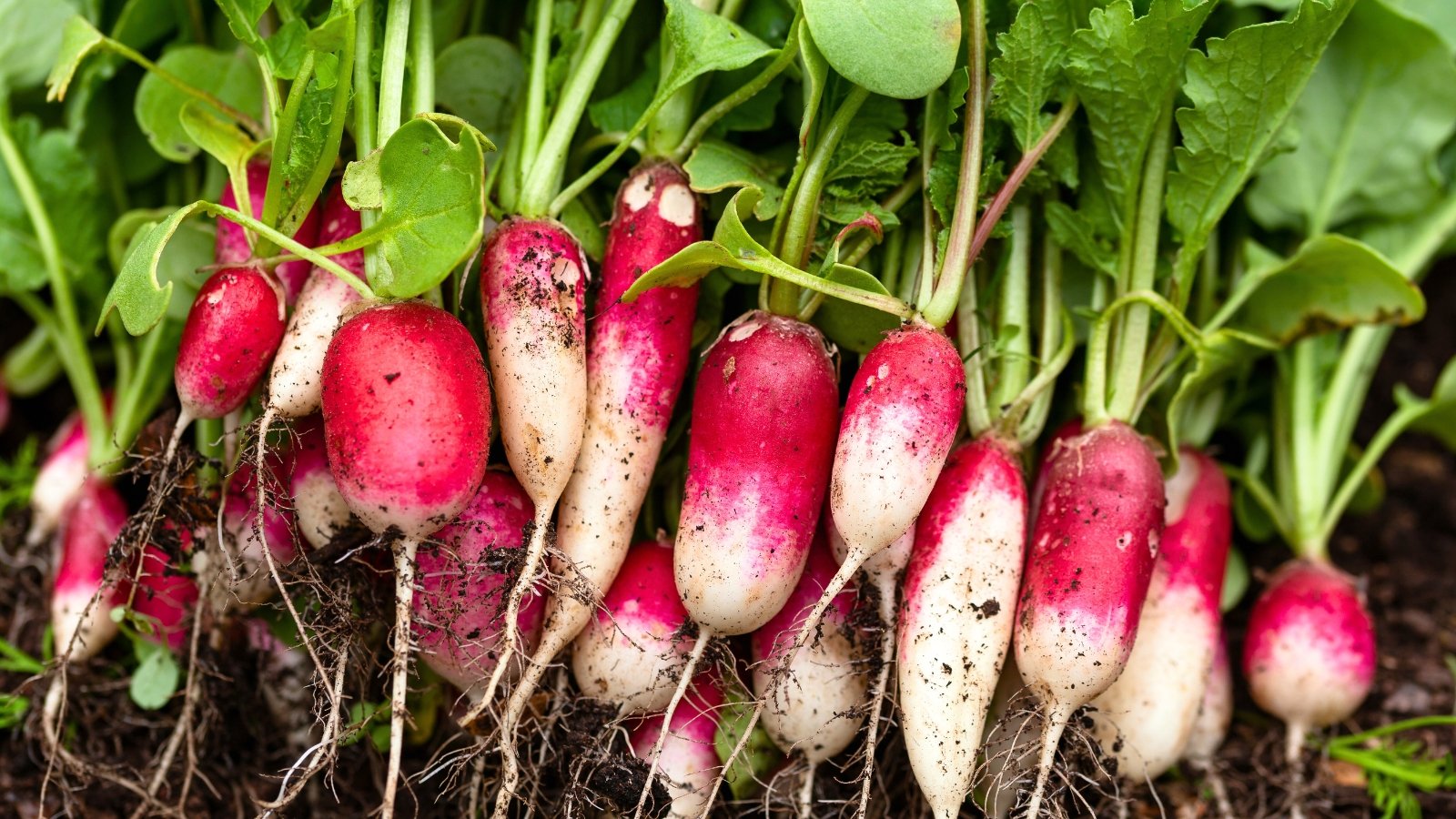 Freshly harvested radishes display smooth, elongated red roots with tapered white tips, accompanied by vibrant green, slightly crinkled leaves.