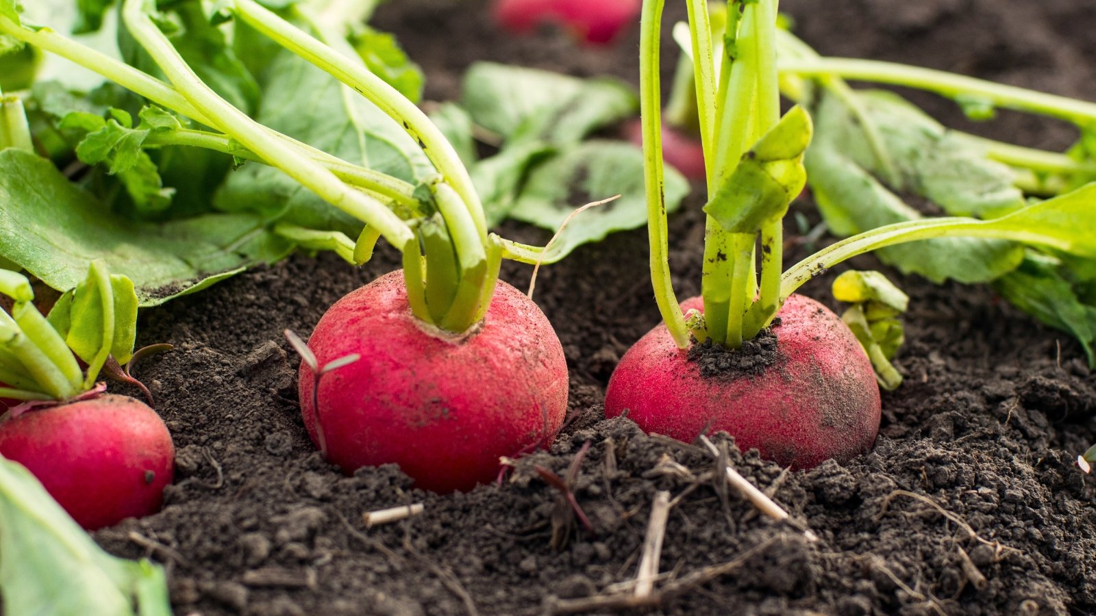 Round pink roots partially visible above the soil with leafy green tops emerging closely together.