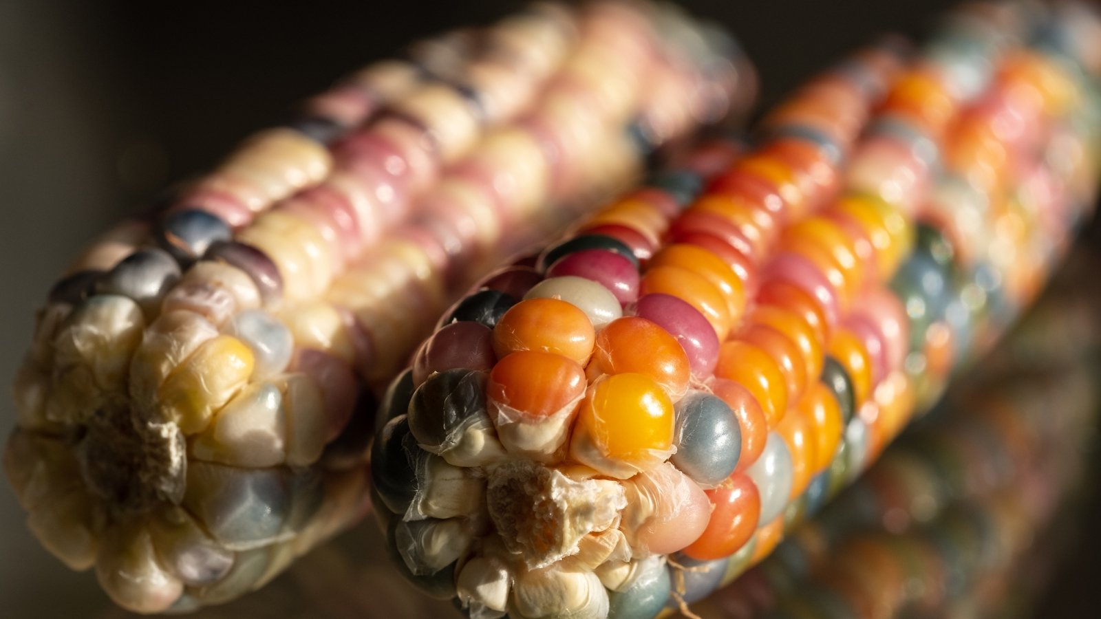 Vibrant corn cobs with a mix of multicolored kernels in bright reds, yellows, purples, and blues.