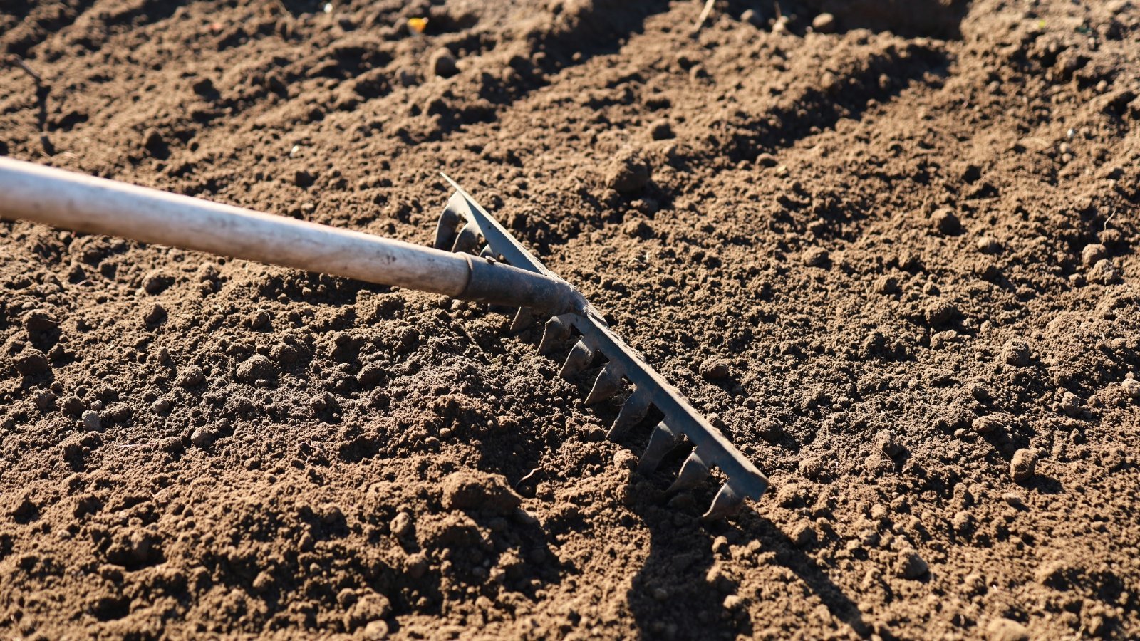 An old rake levels the soil in the garden bed before sowing.