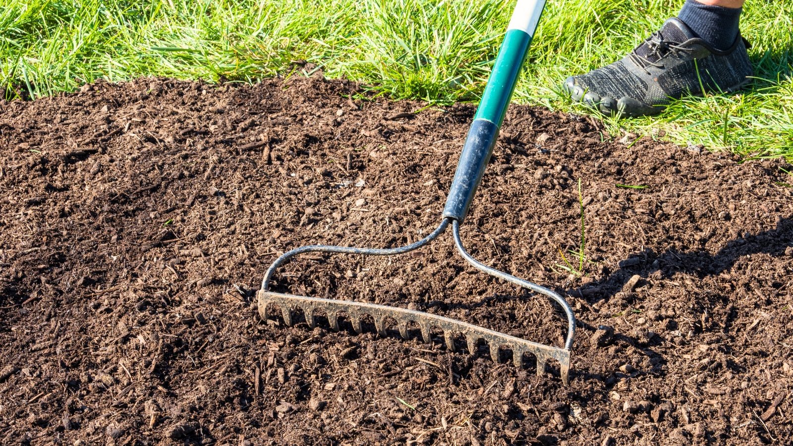 A gardener uses a rake to loosen and aerate the soil, preparing the lawn for reseeding.