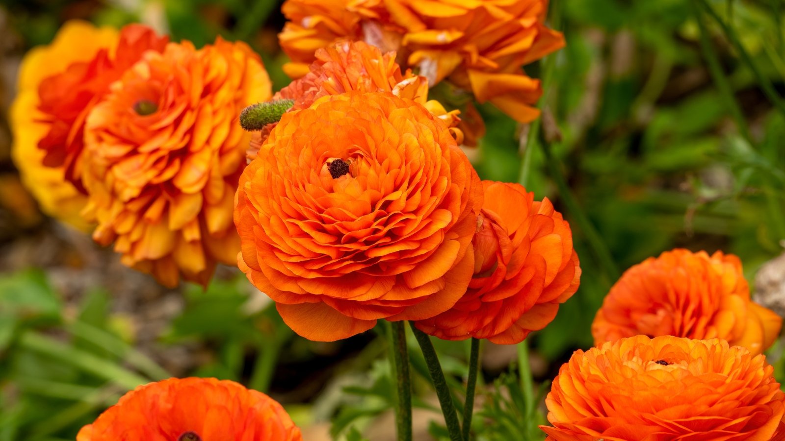 Clusters of bright orange, layered, cup-shaped flowers with slender green stems and foliage.
