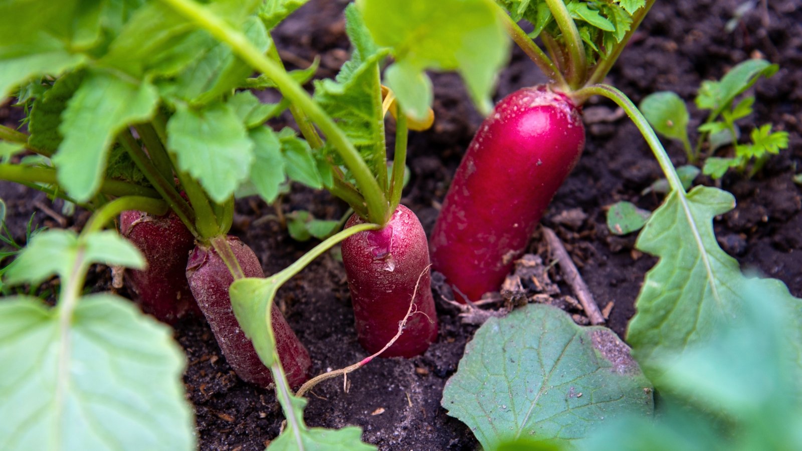 Three elongated, cylindrical red roots with white tips partially exposed from the dark, rich soil, topped with a cluster of bright green leaves.
