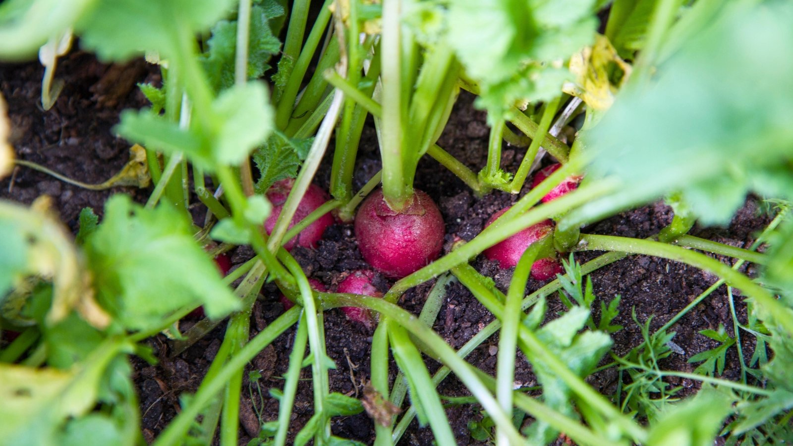 Several small, round, vibrant red root vegetables with a few thin, hairy roots emerging from the dark soil beneath a cluster of green stems and leaves.