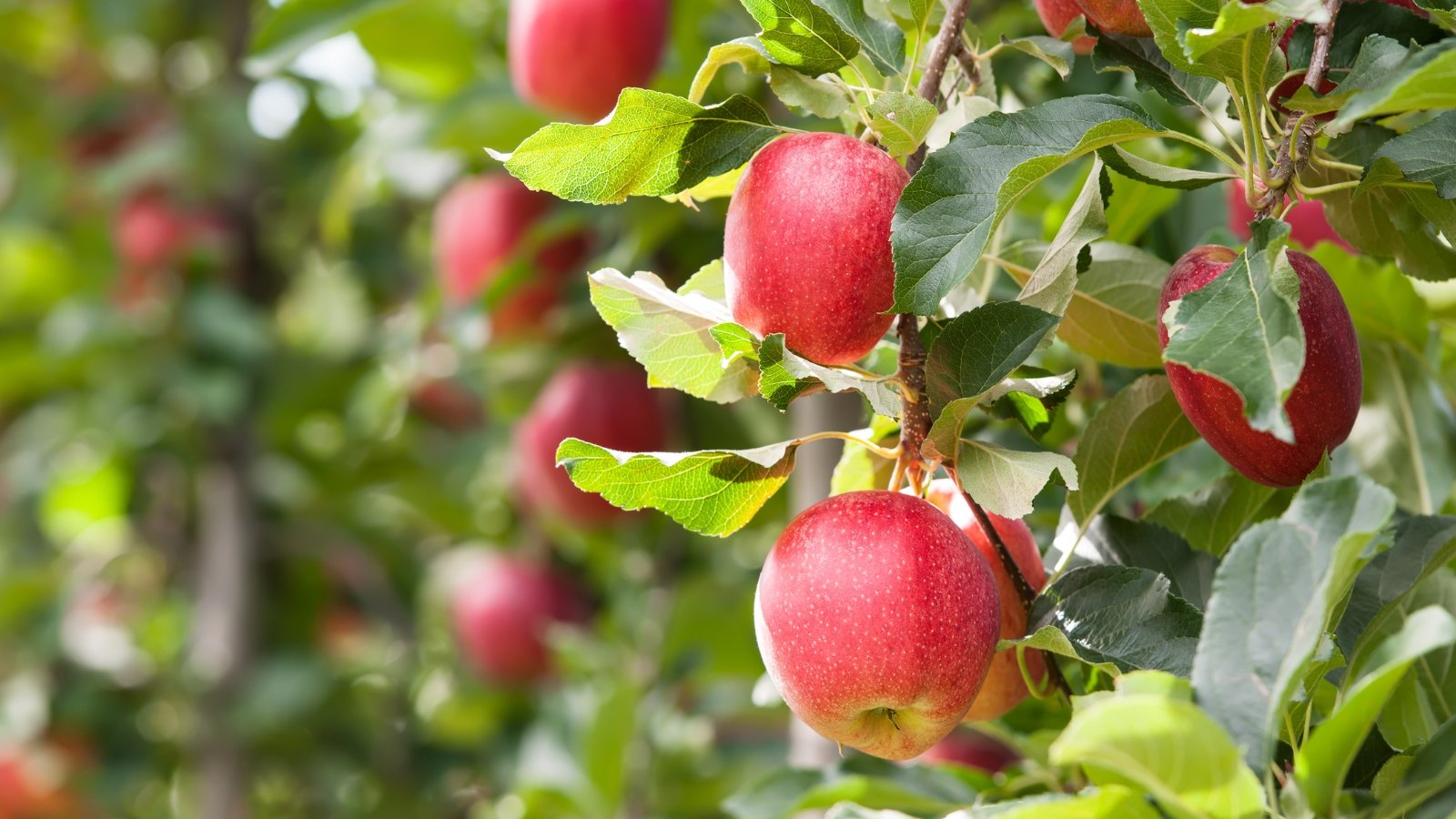 Clusters of shiny red Gala apples with a hint of yellow blush hanging among glossy green leaves on sturdy tree branches.