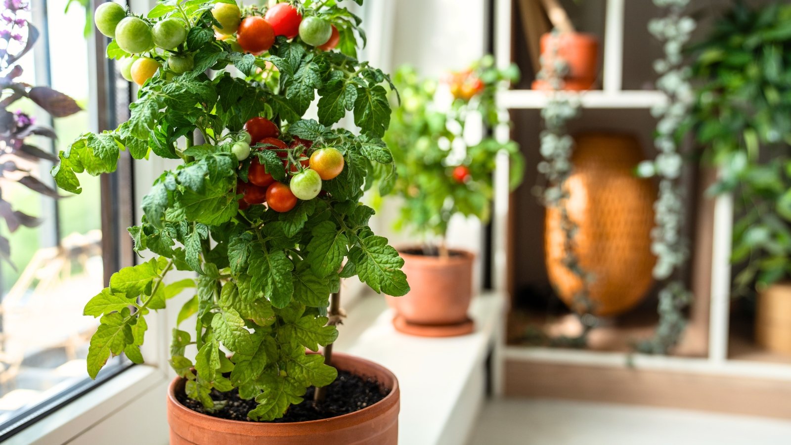 Clusters of small, round cherry tomatoes in red and green hang from lush green stems, growing in a pot on a sunny windowsill indoors.