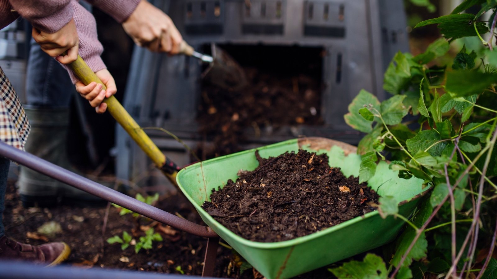 A male gardener and his young daughter working together with a shovel to transfer rich, dark finished compost from a composter into a green wheelbarrow in the garden.