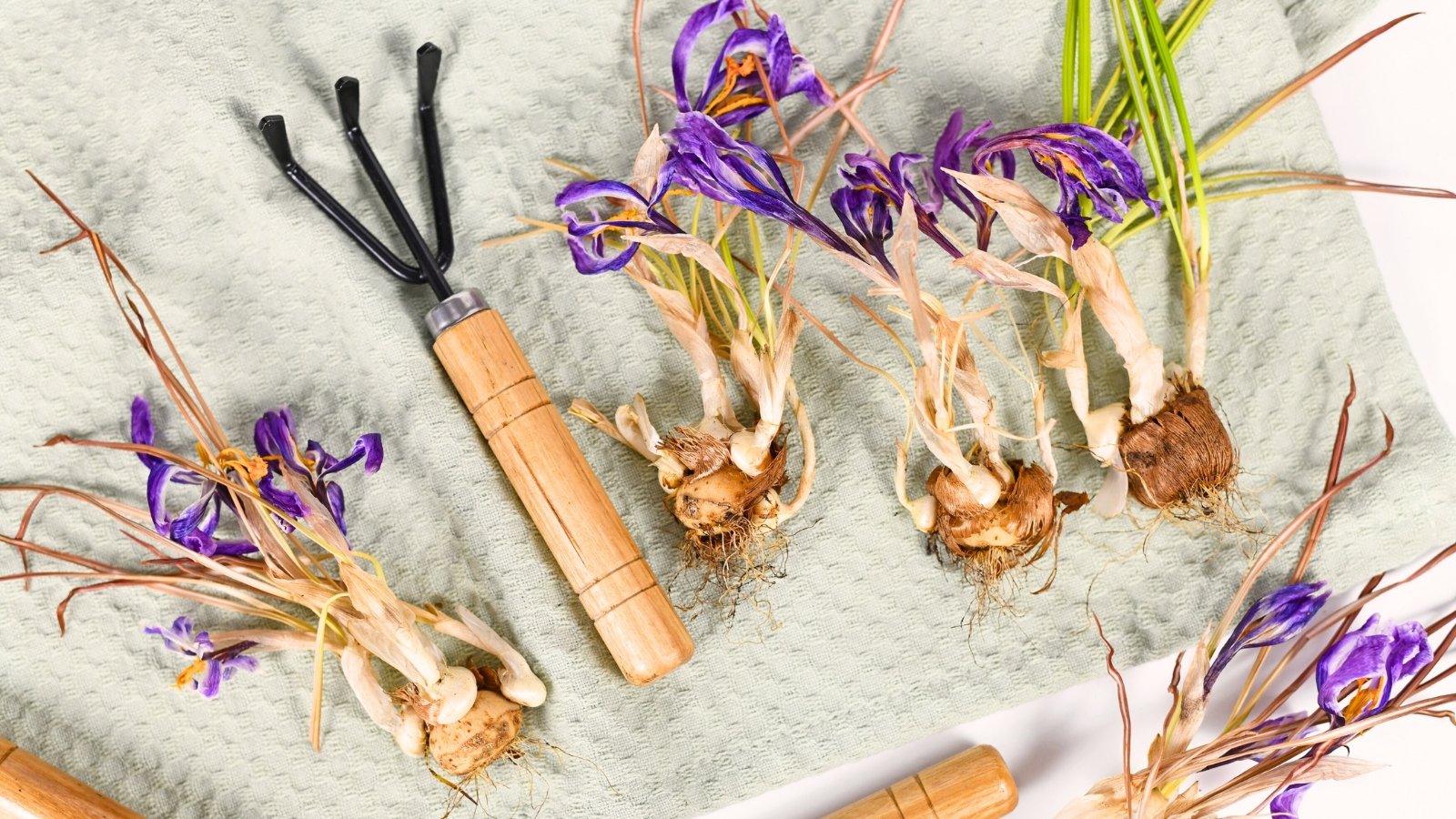 Withered crocus plants with exposed bulbs lie on a white towel beside garden tools, showing dried leaves and shriveled petals.