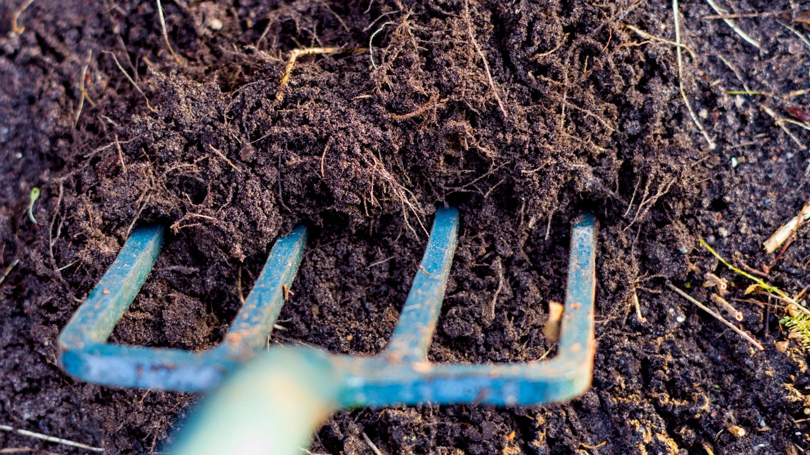 An old garden fork inserted into the soil, topped with a layer of dark, rich compost.