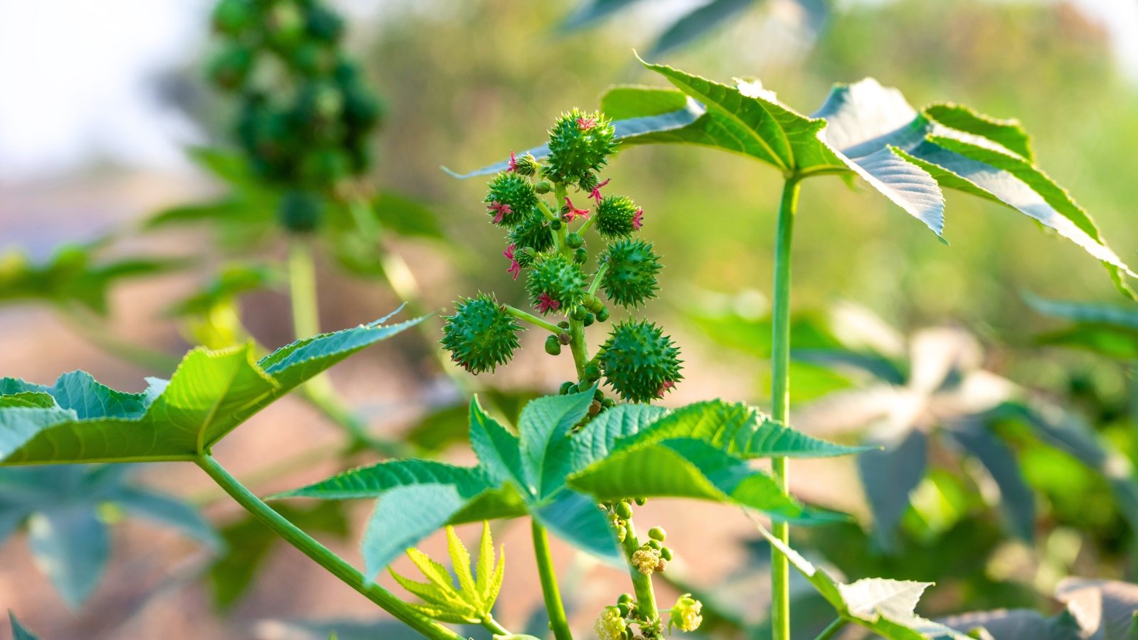A green stem with large, star-shaped leaves and a cluster of spiky, reddish-green fruits at its center.