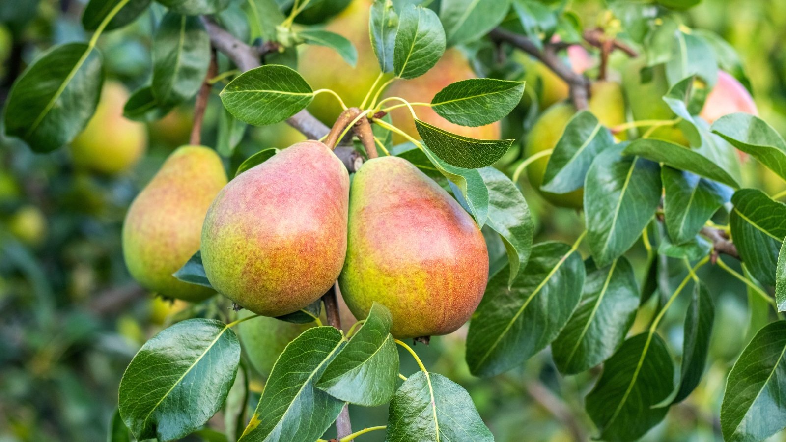 Large ripe pears with smooth yellow-green skin dappled with russet patches hanging heavily from leafy tree branches.