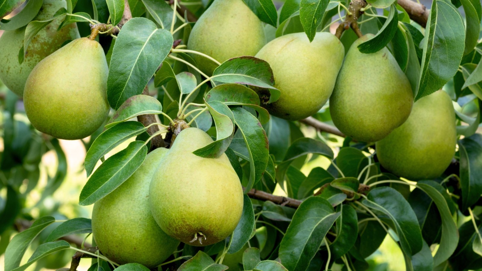 Bell-shaped, green pears sit among lush, oval leaves with finely toothed edges on spreading branches.