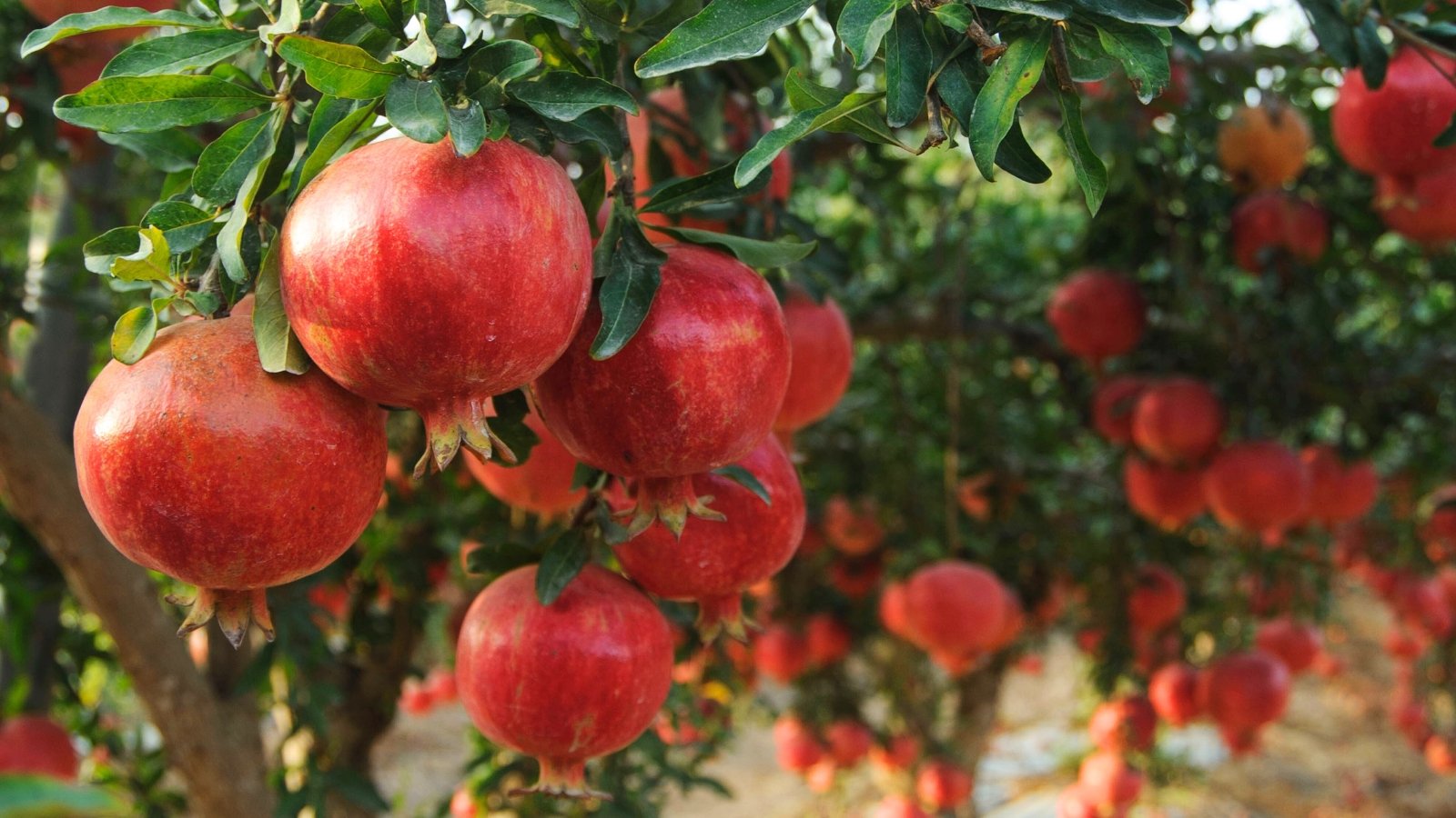 Ripe, round pomegranate fruits with deep red, slightly glossy skin hang from leafy branches of the tree.
