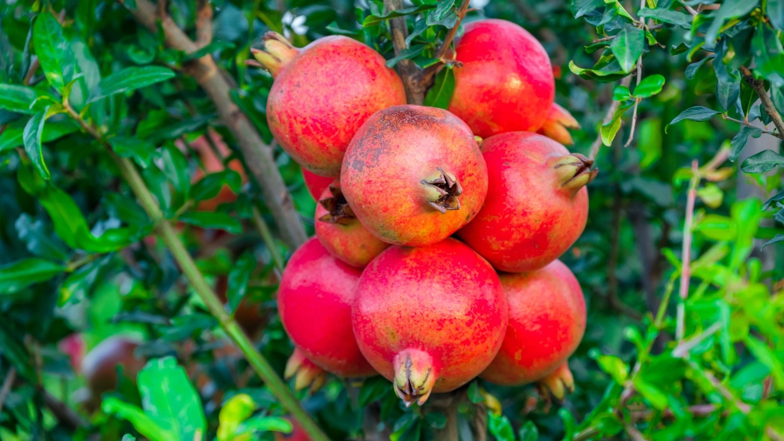 Tightly clustered pomegranate fruits with round pink-red bodies and prominent, star-shaped calyxes hang from leafy branches.