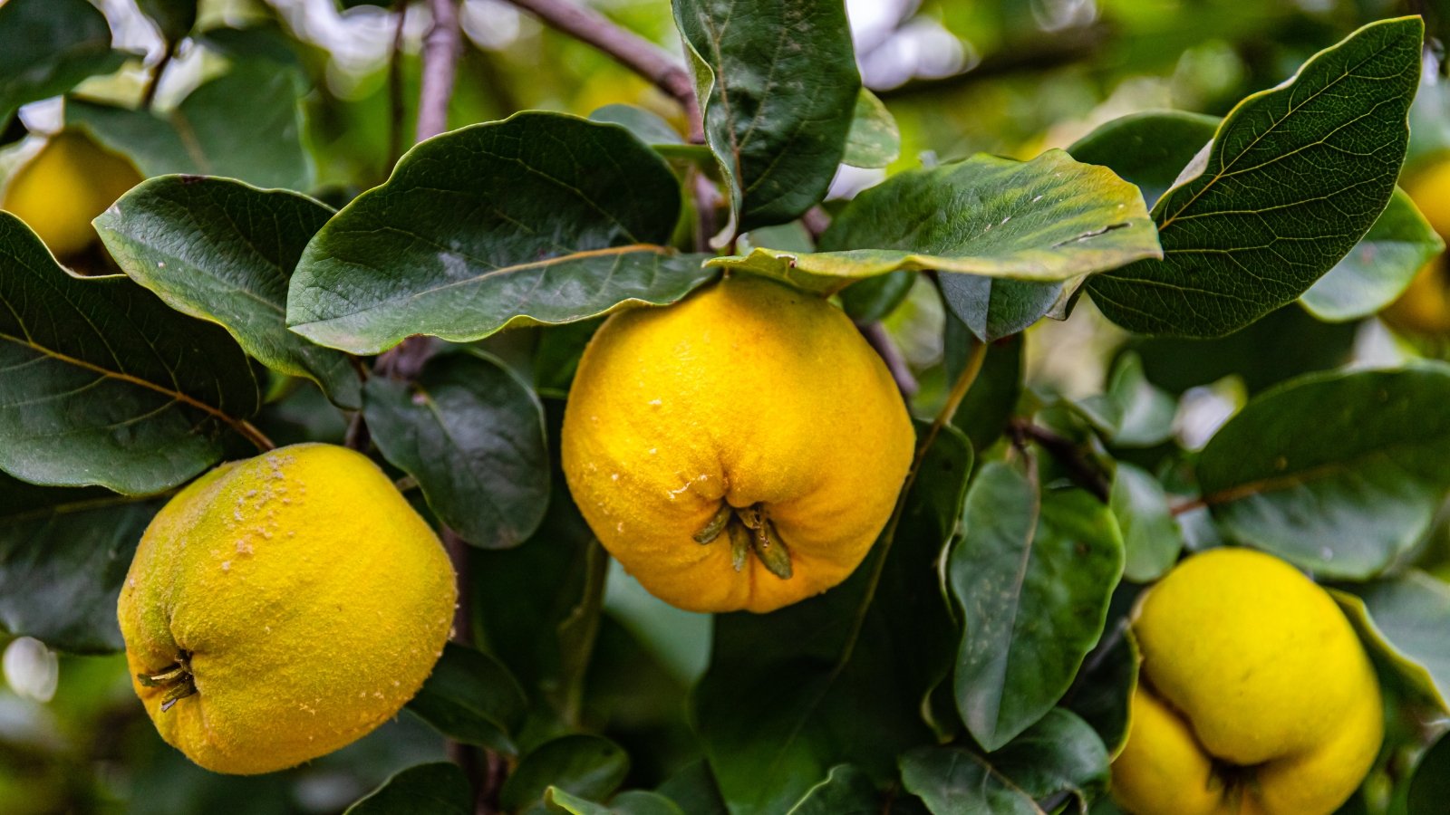 Ripe yellow quince fruits with round to slightly oval shapes and smooth, slightly fuzzy skin hang from a branch amid glossy green leaves.