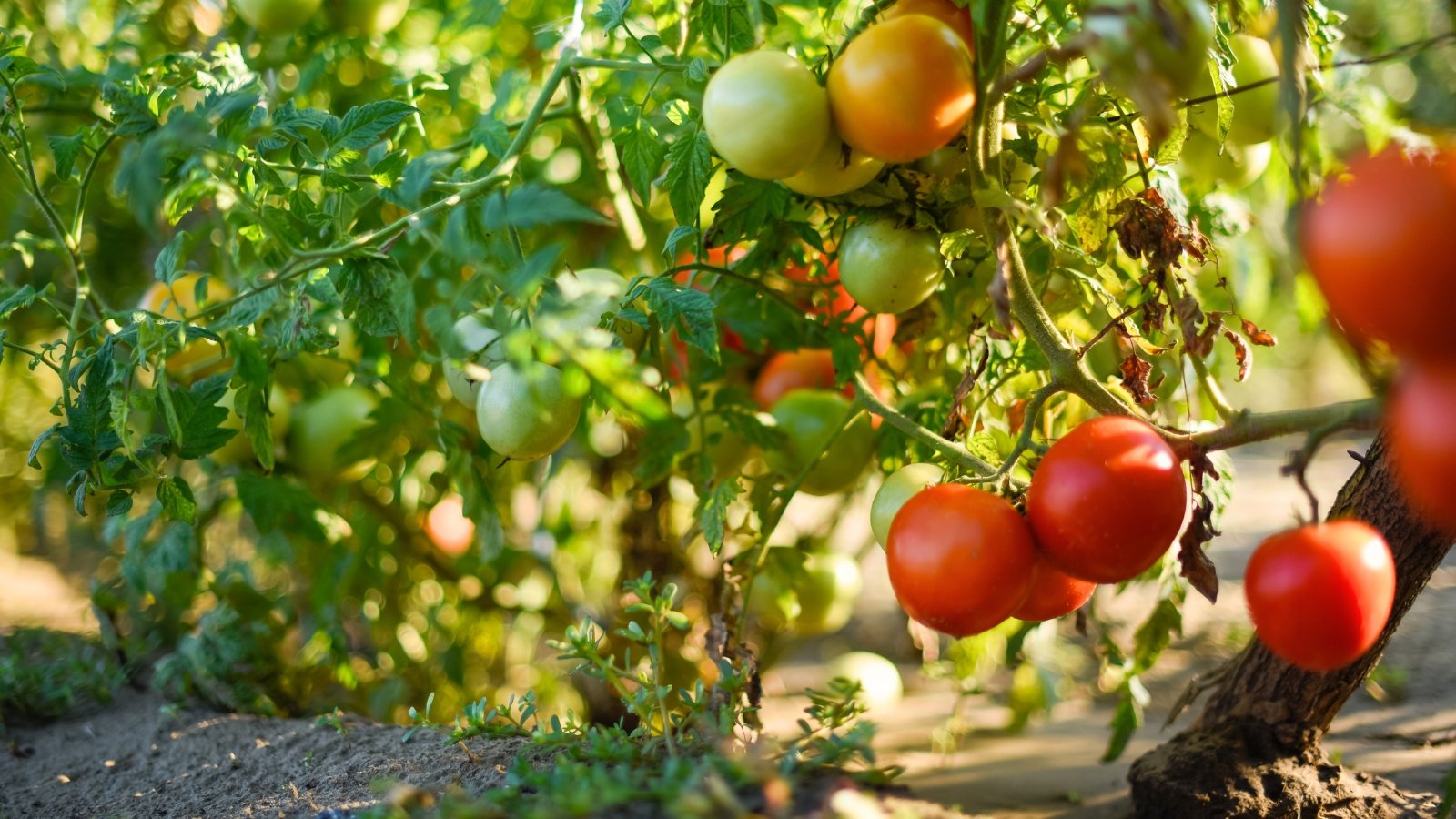 A tomato bush bearing a mix of ripe red fruits and unripened green tomatoes among green leaves and stems.