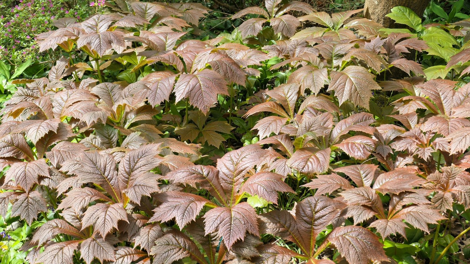 A cluster of large, bronze-colored leaves, each divided into several pointed leaflets that fan out from a central point.