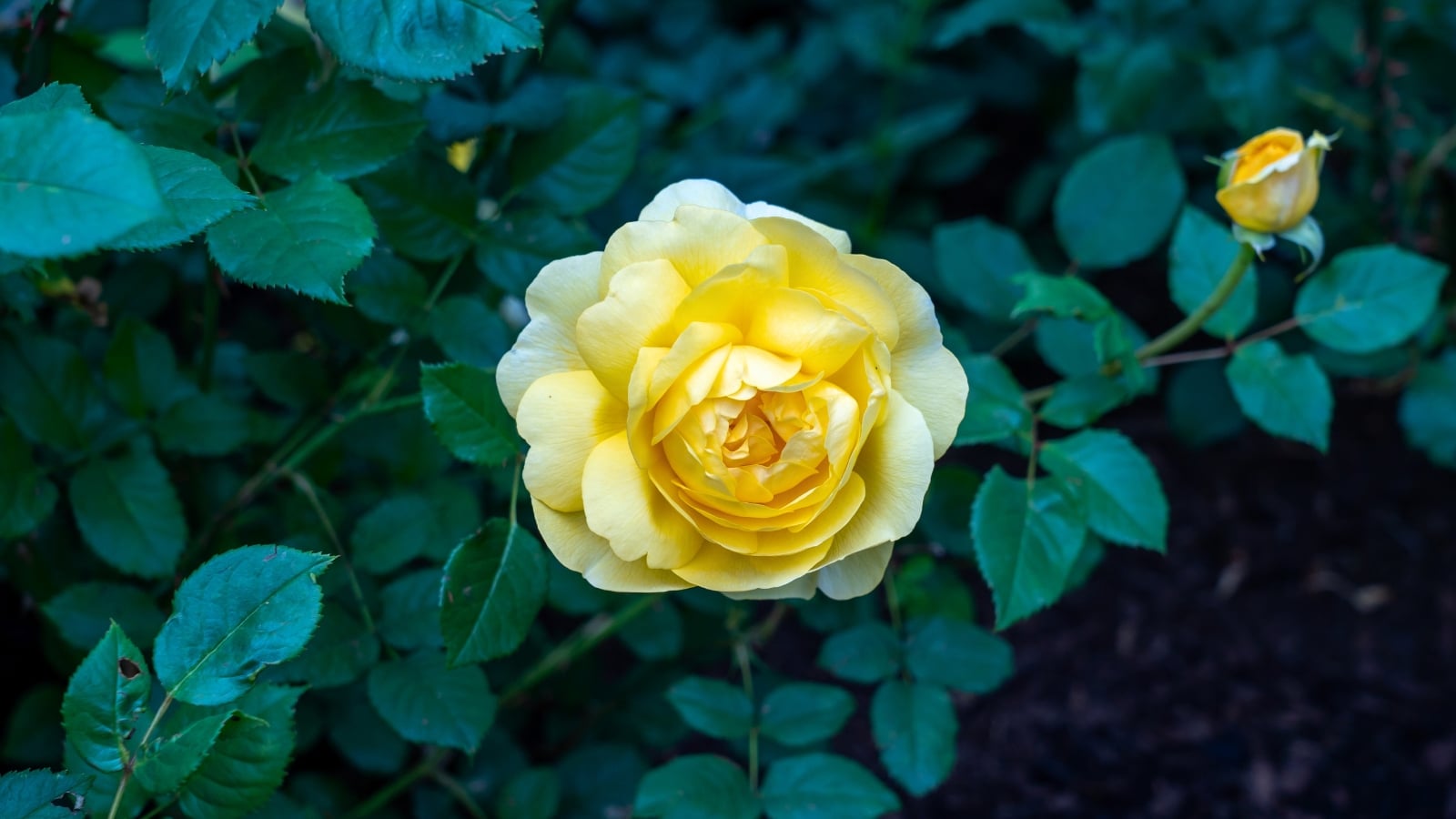 A single, centered yellow flower with a pale outer ring and a darker yellow inner section, surrounded by waxy green leaves.