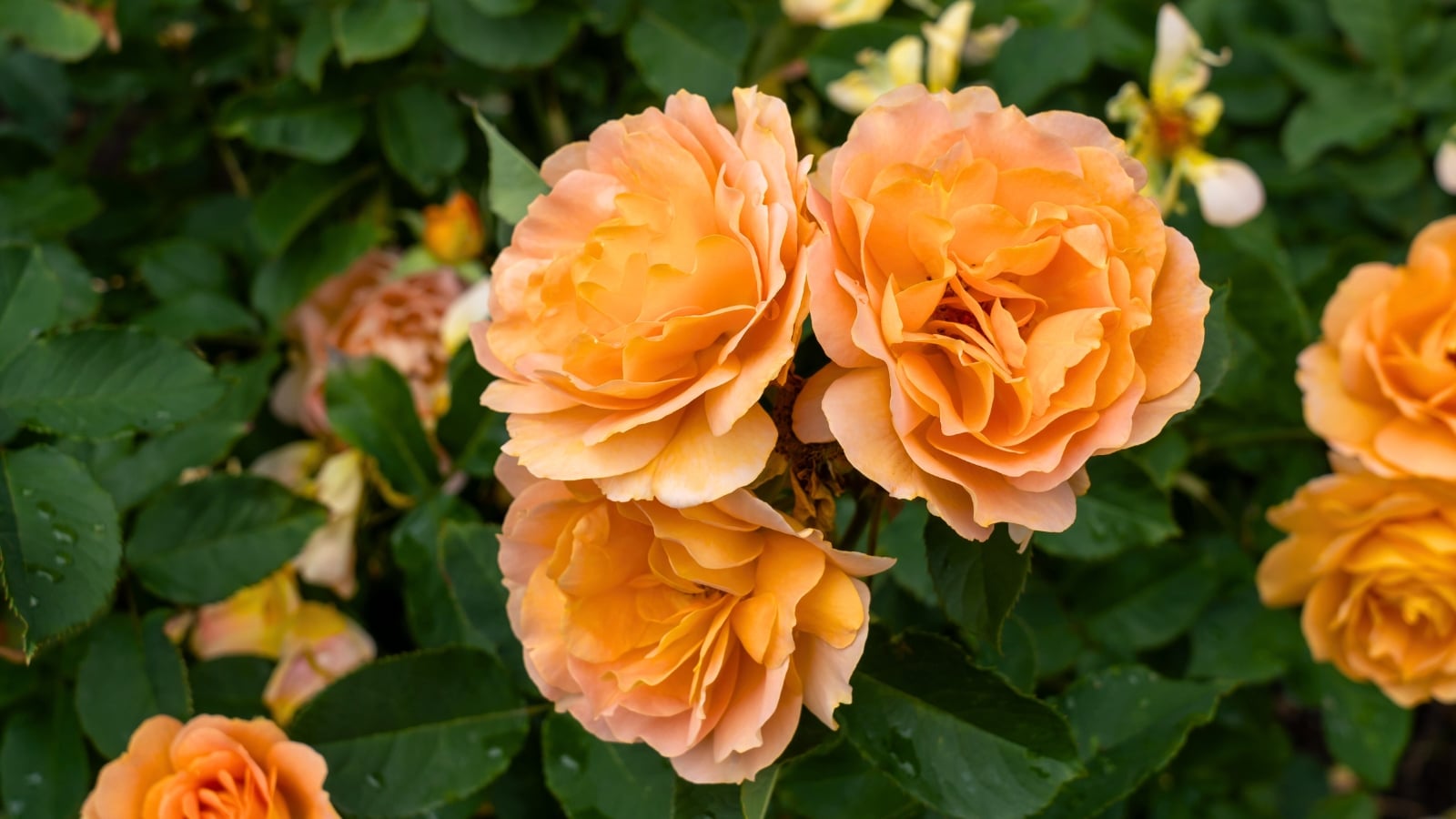 A cluster of three deep orange flowers with frilly, ruffled petals and a few visible stamens, nestled among dark green foliage.
