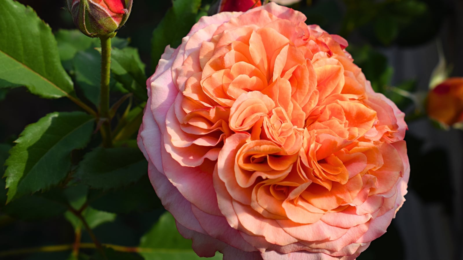 A large flower with many layers of orange and peach-colored petals that fade to a light pink at the edges, with a deep green stem and pointed leaves.