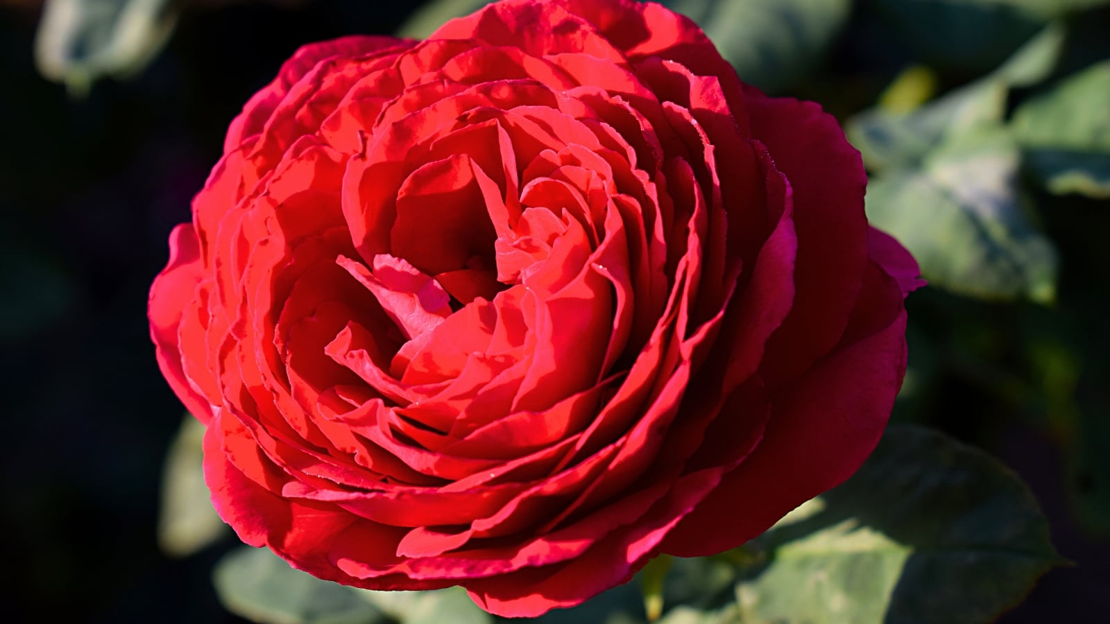 A large, rounded, crimson red flower with tightly packed and layered petals that create a complex pattern.