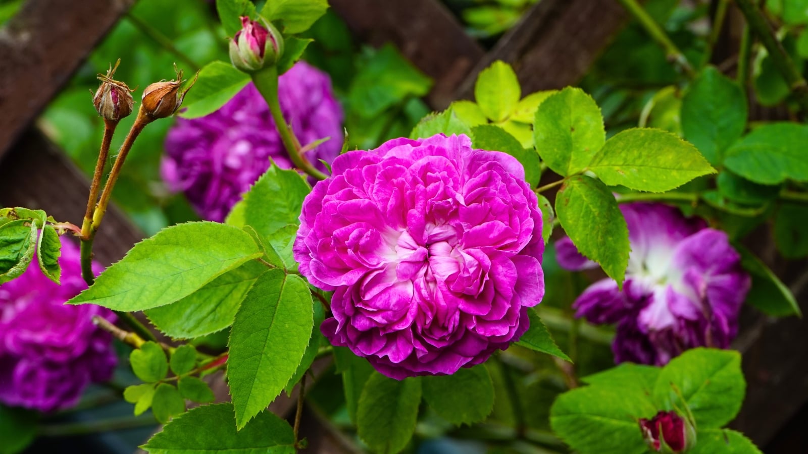 A large, vibrant fuchsia flower with many dense, layered petals at the center, surrounded by broad green leaves and smaller buds.