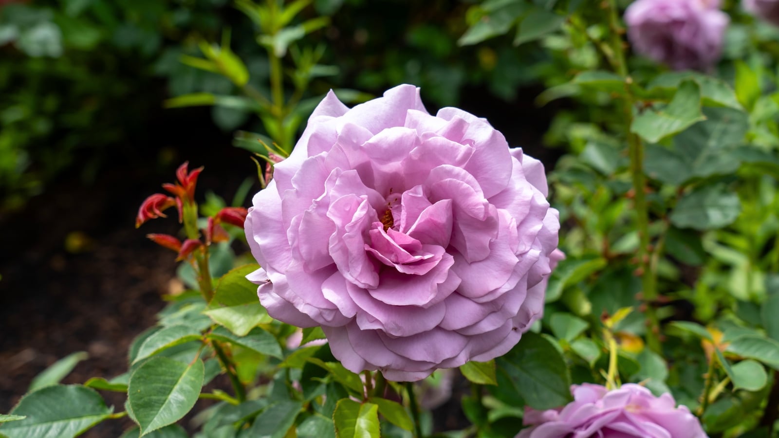 A round purple flower with many tightly packed petals and a subtle pink interior, surrounded by glossy green leaves and reddish new shoots.