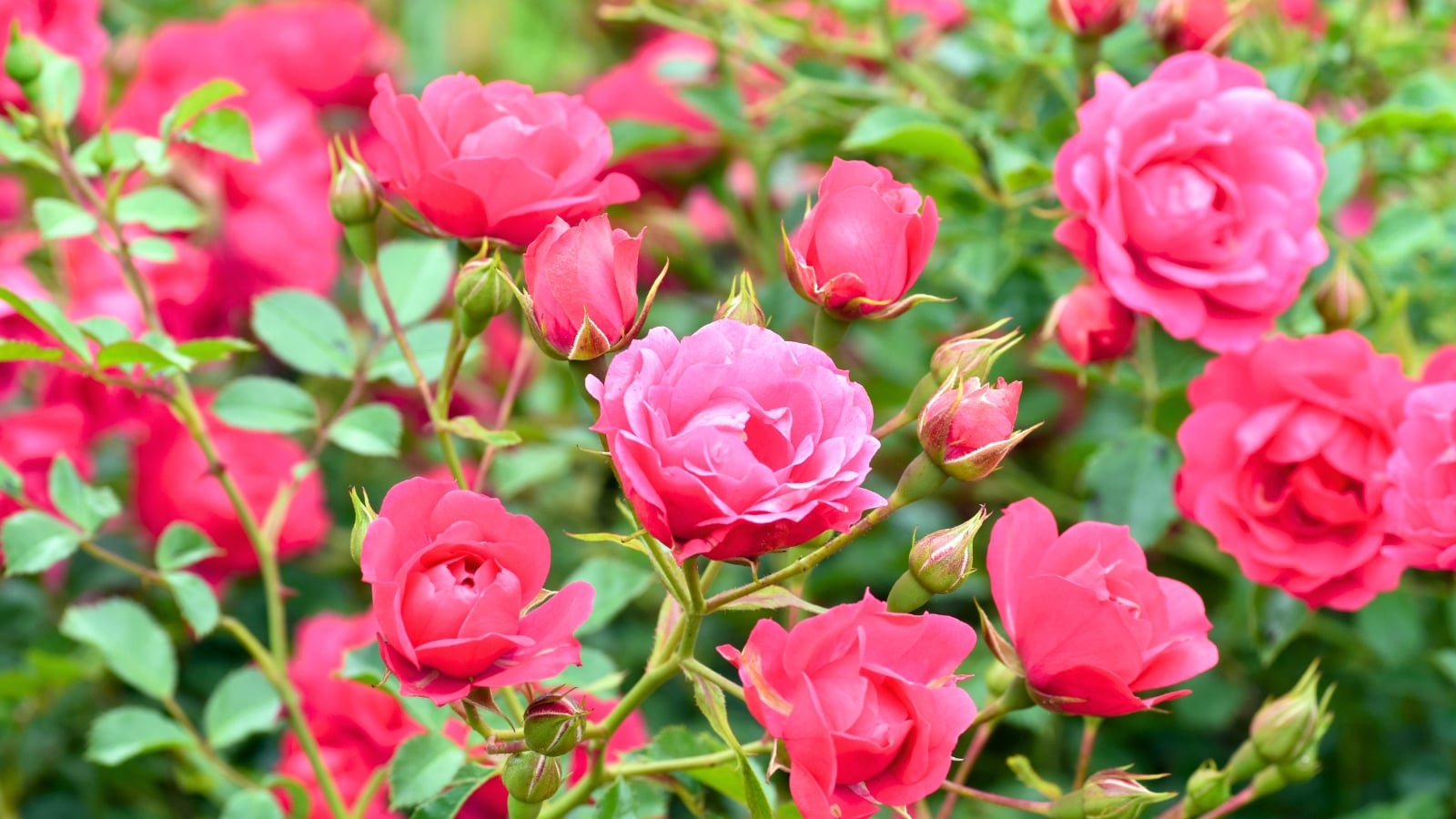 A grouping of large, multi-petaled flowers with bright pink petals and a slightly lighter center.