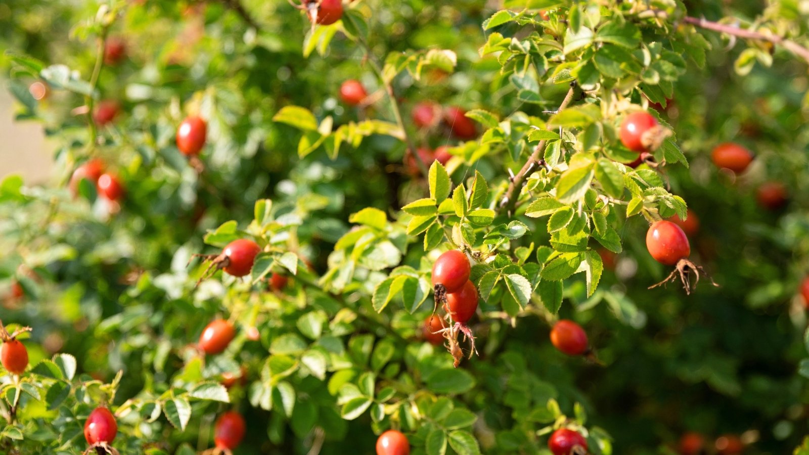 Bush with woody thorny stems, glossy green leaves, and clusters of bright red, round fruiting hips.