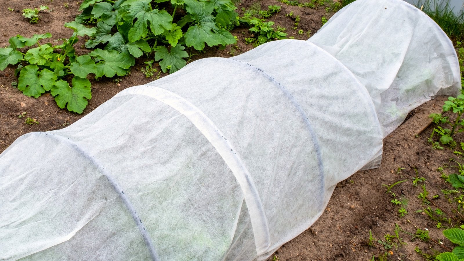 A row of crops grows in a garden bed covered by white protective fabric draped over curved hoops.